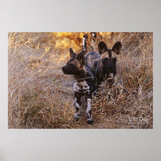 Wild Dogs Poster and Print (Front)