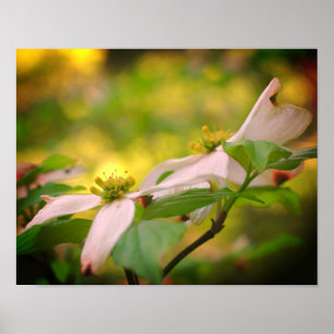 Wild Dogwood Flower Blossoms  Poster