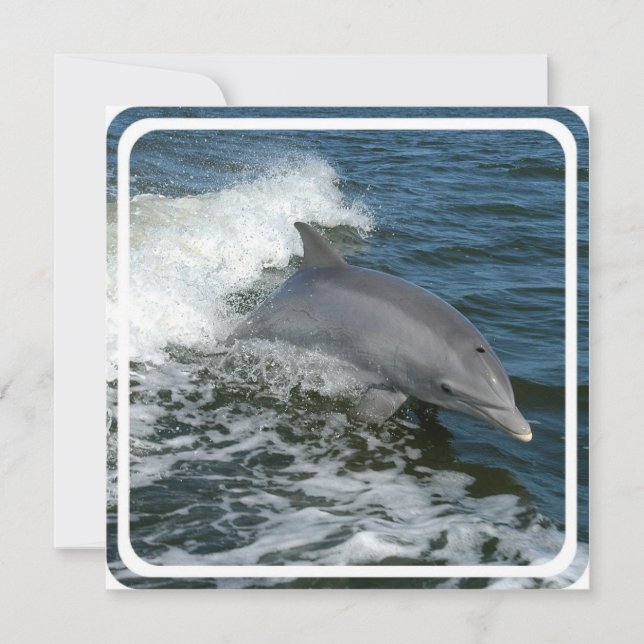 Wild Dolphin Invitation (Front)