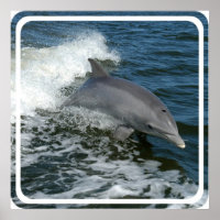 Wild Dolphin Poster Print