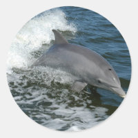 Wild Dolphin Stickers