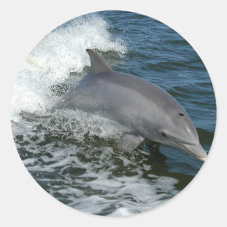 Wild Dolphin Stickers