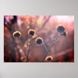 Wild Dried Winter Marsh Flowers Poster
