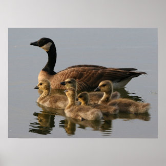 Wild duck family poster