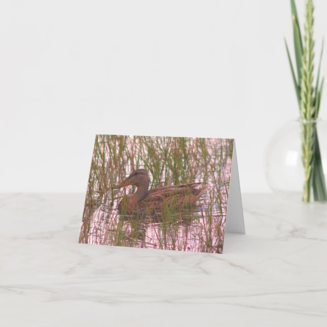 Wild Duck In Pond Wildlife Blank Note Card (Front)