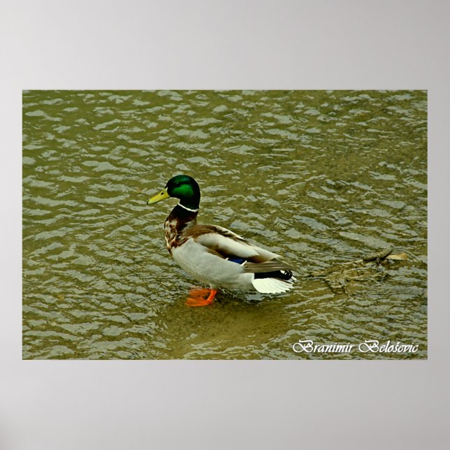 Wild duck poster (Front)