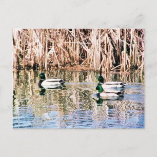 WILD DUCKS POSTCARD