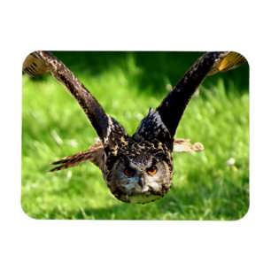 Wild Eagle Owl in Full Flight Magnet