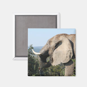 Wild Elephant Eating Vegetation, South Africa Magnet