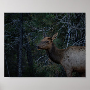 Wild Elk in Pine Forest - Deer Wildlife Photograph Poster