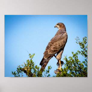 Wild Falcon Bird Poster