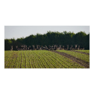 Wild Fallow Deer Poster