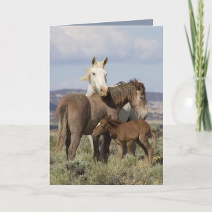 Wild Family Wild Horse Greeting Card
