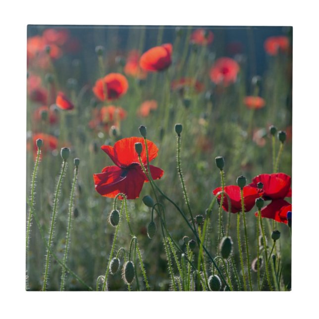 Wild Field of Poppies Ceramic Tile (Front)