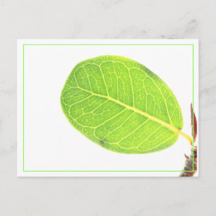 Wild Fig Rich Green Leaf Postcard