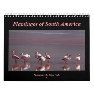 Wild Flamingo South America Birds Calendar