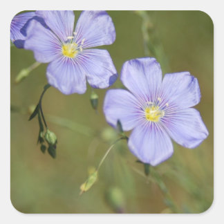 Wild Flax Flowers 2 Square Sticker