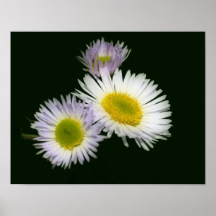 Wild Fleabane Daisy Flower  Poster