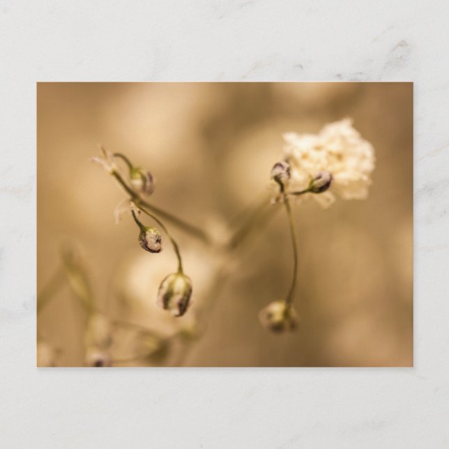 Wild Flower Closeup With Warm Sepia Tone Postcard (Front)