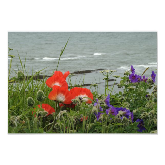Wild Flower Coast Photo Print (Front)