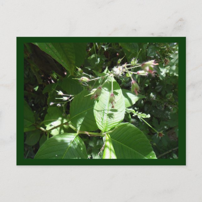 Wild flower postcard (Front)