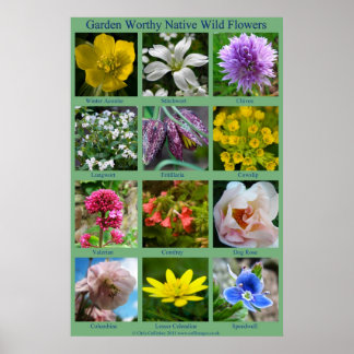 Wild Flower Poster