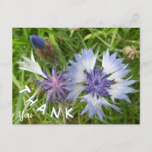 Wild Flowers: Blue Cornflowers Thank You Postcard