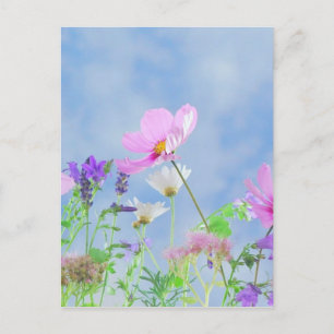Wild Flowers Blue Sky Postcard
