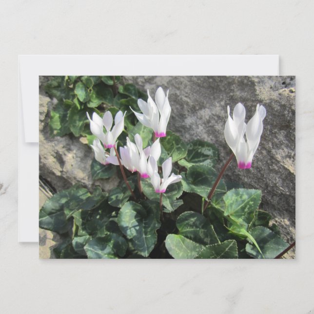 Wild Flowers Holiday Card (Front)