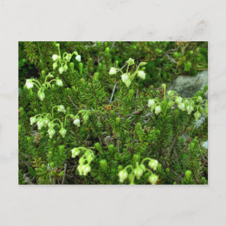 Wild Flowers II Postcard