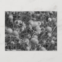 Wild flowers in black & white