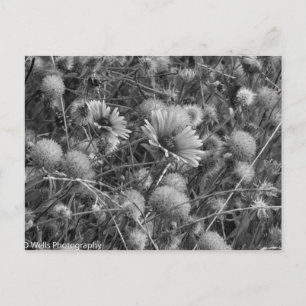 Wild flowers in black & white postcard