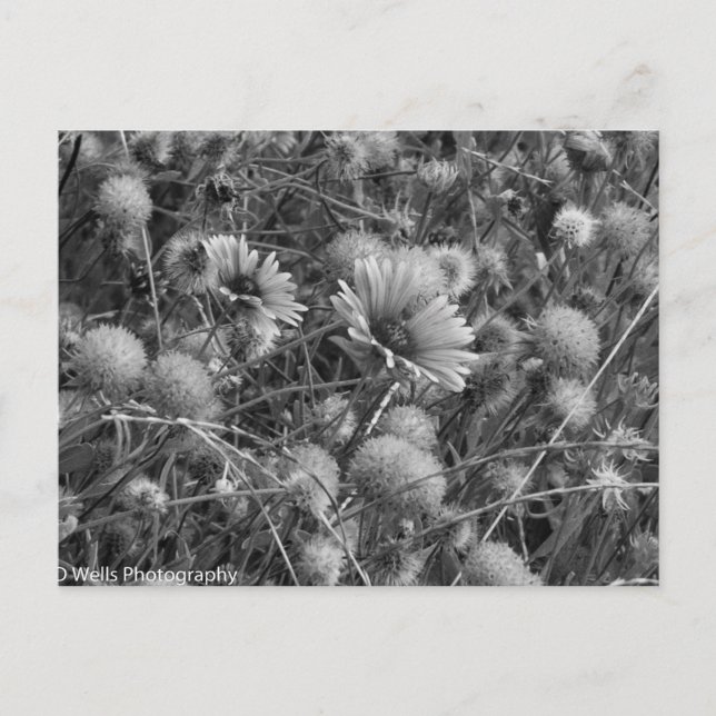 Wild flowers in black & white postcard (Front)