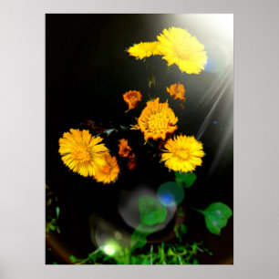 Wild flowers in the sunshine poster