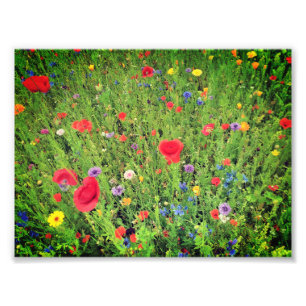 Wild flowers Photo Professional Paper (Satin) Print