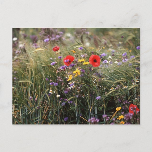 Wild flowers postcard (Front)