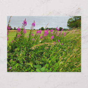 Wild flowers postcard