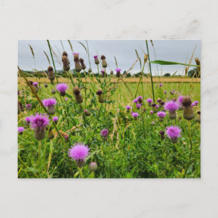 Wild flowers postcard