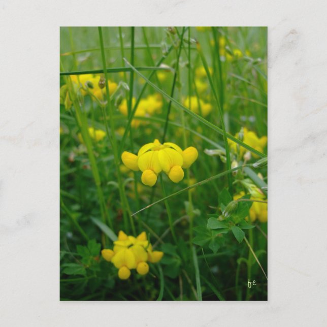 wild flowers postcard (Front)