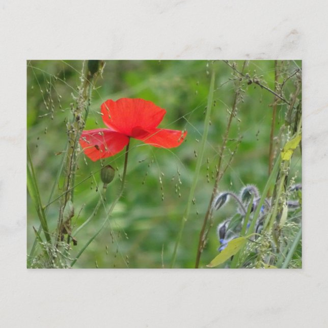 Wild Flowers: Red Poppy DIY Postcard (Front)