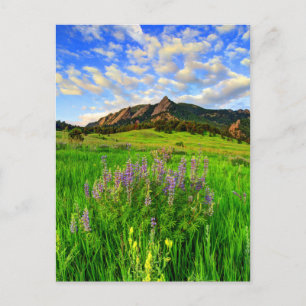 Wild For you Postcard