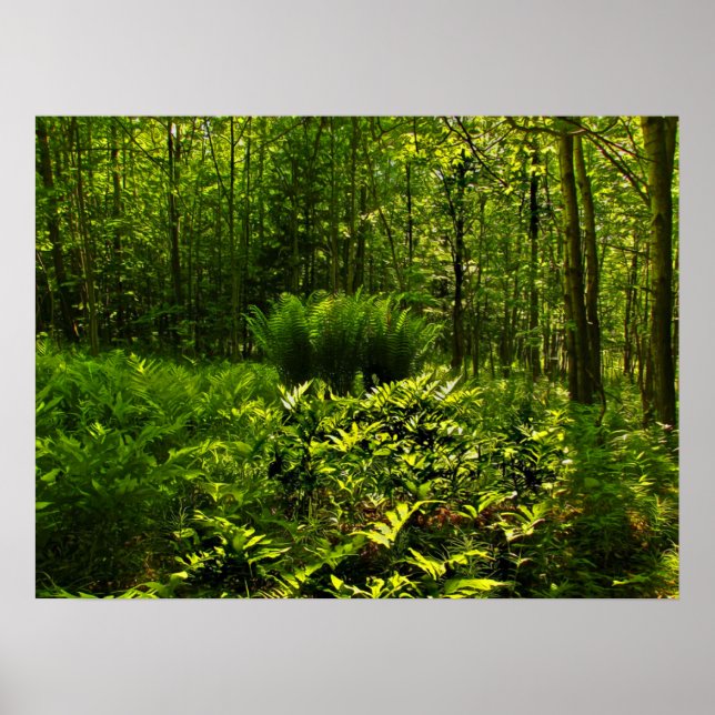 Wild Forest Ferns Poster (Front)