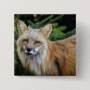 Wild Fox 15 Cm Square Badge