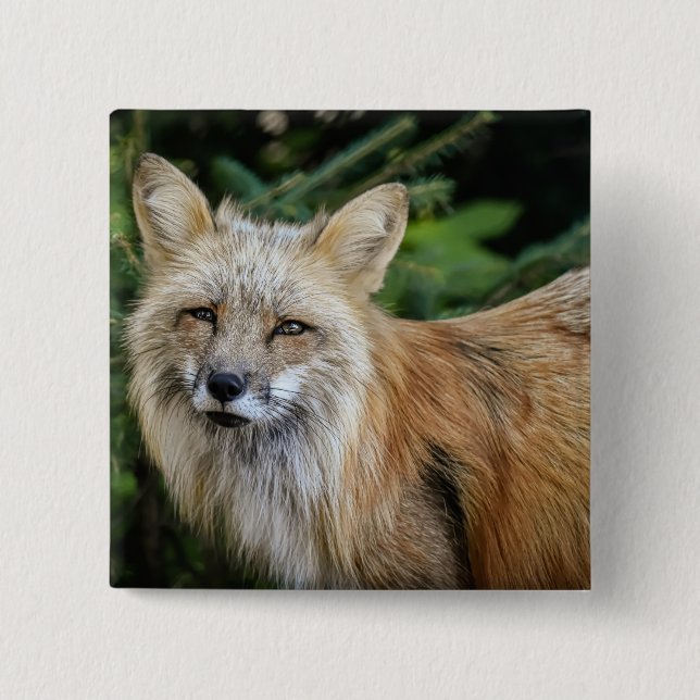 Wild Fox 15 Cm Square Badge (Front)