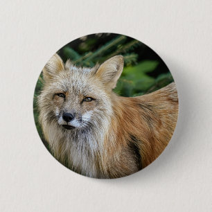 Wild Fox 6 Cm Round Badge
