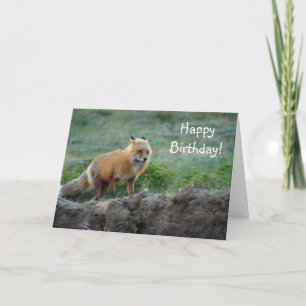 Wild Fox Animal Wildlife Card