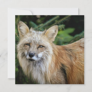 Wild Fox Card