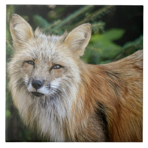 Wild Fox Ceramic Tile