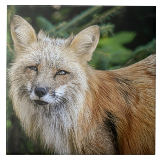 Wild Fox Ceramic Tile (Front)
