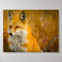 Wild Fox in the Forrest